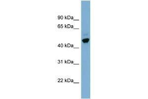 WB Suggested Anti-ONECUT2 Antibody Titration: 0. (ONECUT2 anticorps  (Middle Region))