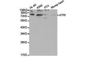 Western Blotting (WB) image for anti-Activating Transcription Factor 6 (ATF6) antibody (ABIN1871133)
