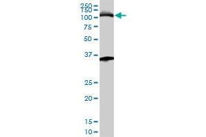 MCM3 monoclonal antibody (M01), clone 4F7.