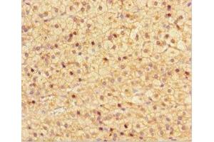 Immunohistochemistry of paraffin-embedded human adrenal gland tissue using ABIN7161918 at dilution of 1:100