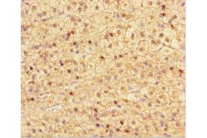Immunohistochemistry of paraffin-embedded human adrenal gland tissue using ABIN7161918 at dilution of 1:100 (NRBP2 anticorps  (AA 12-258))