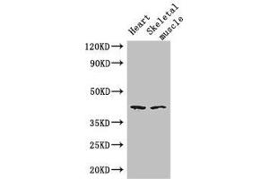Western Blot Positive WB detected in: Mouse heart tissue, Mouse skeletal muscle tissue All lanes: SLC30A7 antibody at 3 μg/mL Secondary Goat polyclonal to rabbit IgG at 1/50000 dilution Predicted band size: 42 kDa Observed band size: 42 kDa (SLC3A7 (AA 162-236) anticorps)