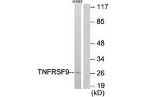 Western blot analysis of extracts from K562 cells, using TNFRSF9 Antibody. (CD137 anticorps  (AA 101-150))
