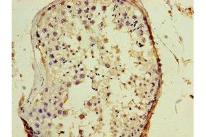 Immunohistochemistry of paraffin-embedded human testis tissue using ABIN7153273at dilution of 1:100 (G Antigen 5 anticorps  (AA 1-117))