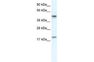 WB Suggested Anti-PDCD4 Antibody Titration:  0. (PDCD4 anticorps  (N-Term))