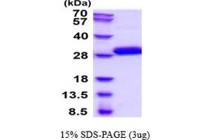 Kallikrein 7 (KLK7) (AA 1-181) protein (His tag)