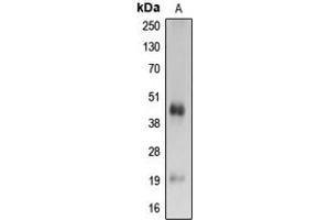 Western blot analysis of Caspase 4 p20 expression in Ramos (A) whole cell lysates. (Caspase 4 p20 (Center) anticorps)