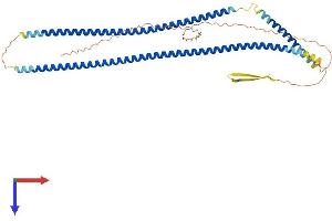 AlphaFold protein structure predicition of Mouse Recombinant Krt15 Protein, UniprotID Q61414