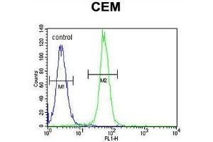 ARL8 Antibody (C-term) flow cytometric analysis of CEM cells (right histogram) compared to a negative control cell (left histogram). (ARL5B anticorps  (C-Term))