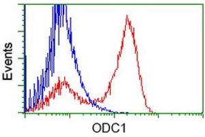 HEK293T cells transfected with either RC206858 overexpress plasmid (Red) or empty vector control plasmid (Blue) were immunostained by anti-ODC1 antibody (ABIN2453400), and then analyzed by flow cytometry. (ODC1 anticorps)