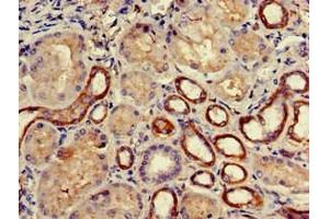 Immunohistochemistry of paraffin-embedded human kidney tissue using ABIN7145071 at dilution of 1:100 (COQ8B anticorps  (AA 10-137))