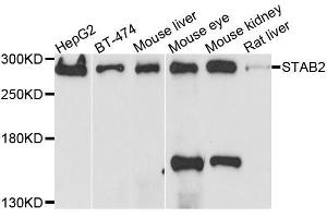 Western blot analysis of extracts of various cell lines, using STAB2 antibody. (Stabilin 2 (STAB2) (AA 1550-1850) anticorps)