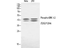 Western Blot analysis of Hela(1), 293(2). (ERK1/2 anticorps  (pThr202))