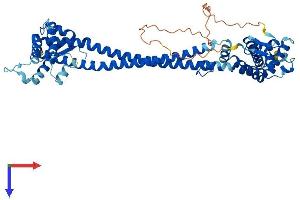 AlphaFold protein structure predicition of Mouse Recombinant Cdk5rap3 Protein, UniprotID Q99LM2