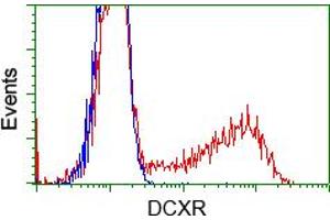 Image no. 5 for anti-Dicarbonyl/L-Xylulose Reductase (DCXR) antibody (ABIN1497785) (DCXR anticorps)