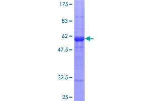 Image no. 1 for Interleukin 1, beta (IL1B) (AA 1-269) protein (GST tag) (ABIN1307738)