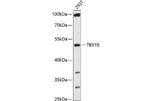 Western blot analysis of extracts of 293T cells, using TBX19 antibody (ABIN6130723, ABIN6148904, ABIN6148905 and ABIN6214752) at 1:1000 dilution.