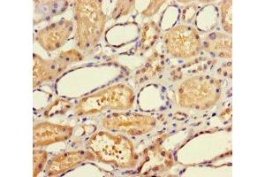 Immunohistochemistry of paraffin-embedded human kidney tissue using ABIN7145044 at dilution of 1:100 (ATAD3C anticorps  (AA 1-122))