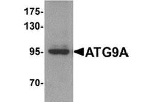 Western blot analysis of ATG9A in mouse heart tissue lysate with ATG9A antibody at 1 μg/ml.
