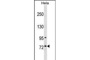 SF4 Antibody (Center) (ABIN1538361 and ABIN2848526) western blot analysis in Hela cell line lysates (35 μg/lane). (Splicing Factor 4 anticorps  (AA 364-393))