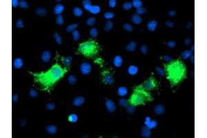 Immunofluorescence (IF) image for anti-Poliovirus Receptor-Related 1 (Herpesvirus Entry Mediator C) (PVRL1) antibody (ABIN1499678)