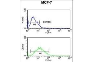 FKBP4 Antibody (Center) (ABIN391579 and ABIN2841513) flow cytometric analysis of MCF-7 cells (bottom histogram) compared to a negative control cell (top histogram). (FKBP4 anticorps  (AA 186-216))