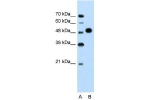 MKRN1 antibody used at 1. (MKRN1 anticorps  (N-Term))