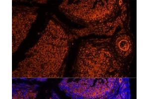 Immunofluorescence analysis of Mouse oophoroma cells using ZP2 Polyclonal Antibody at dilution of 1:100.