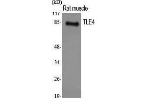 Western Blotting (WB) image for anti-Transducin-like Enhancer Protein 4 (TLE4) (Internal Region) antibody (ABIN3187281) (TLE4 anticorps  (Internal Region))
