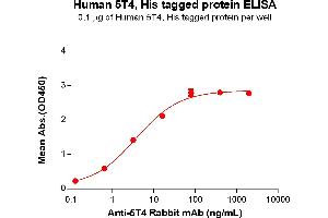 ELISA plate pre-coated by 1 μg/mL (100 μL/well) Human 5T4 Protein, His Tag (ABIN6964086, ABIN7042427 and ABIN7042428) can bind Anti-5T4 Rabbit mAb in a linear range of 3.