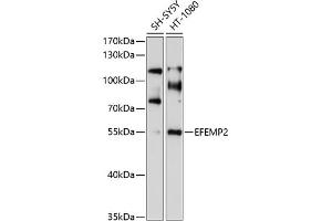 Western blot analysis of extracts of various cell lines, using EFEMP2 antibody (ABIN6129681, ABIN6139957, ABIN6139958 and ABIN6214120) at 1:1000 dilution.
