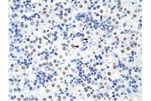 HNRPUL1 antibody was used for immunohistochemistry at a concentration of 4-8 ug/ml to stain Hepatocytes (arrows) in Human Liver. (HNRNPUL1 anticorps  (C-Term))