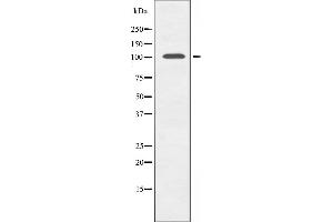 Western blot analysis of extracts from mouse brain cells, using GCN5L2 antibody. (KAT2A anticorps  (C-Term))