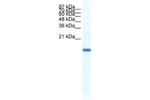 Western Blotting (WB) image for anti-Fer3-Like (FERD3L) antibody (ABIN2461315) (FERD3L anticorps)