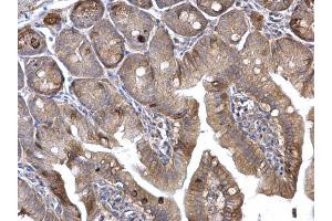 IHC-P Image H-Ras antibody detects H-Ras protein at membrane on mouse intestine by immunohistochemical analysis. (HRAS anticorps  (C-Term))