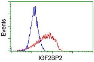 Image no. 3 for anti-Insulin-Like Growth Factor 2 mRNA Binding Protein 2 (IGF2BP2) antibody (ABIN1498824) (IGF2BP2 anticorps)