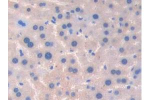 Used in DAB staining on fromalin fixed paraffin- embedded spleen tissue (Coagulation Factor V anticorps  (AA 364-611))