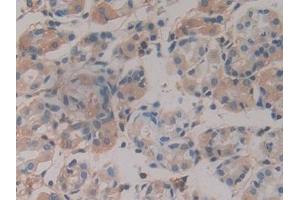 Detection of Hpt in Human Stomach Tissue using Polyclonal Antibody to Haptoglobin (Hpt)