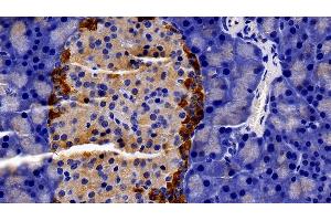 Detection of PRLR in Rat Pancreas Tissue using Polyclonal Antibody to Prolactin Receptor (PRLR)
