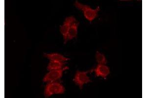 ABIN6278576 staining 293 by IF/ICC. (P2RY14 anticorps  (Internal Region))