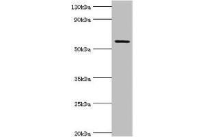 Western blot All lanes: Growth factor receptor-bound protein 7 antibody at 2 μg/mL + Rat brain tissue Secondary Goat polyclonal to rabbit IgG at 1/10000 dilution Predicted band size: 60, 50, 63, 56 kDa Observed band size: 60 kDa (GRB7 anticorps  (AA 233-532))