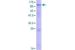 Image no. 1 for WD Repeat Domain 16 (WDR16) (AA 1-620) protein (GST tag) (ABIN1325200)