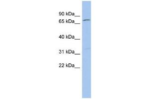 WB Suggested Anti-ZFP90 Antibody Titration:  0. (ZNF90 anticorps  (Middle Region))