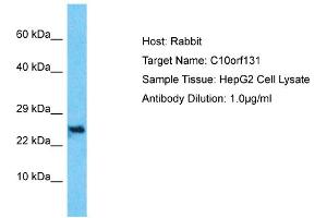 Host: Rabbit Target Name: C10orf131 Sample Type: HepG2 Whole Cell lysates Antibody Dilution: 1. (CC2D2B anticorps  (Middle Region))