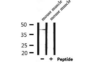 Western blot analysis of extracts from mouse muscle, using HORMAD1 Antibody.