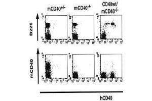 Flow Cytometry (FACS) image for anti-CD40 (CD40) (Extracellular Domain) antibody (Biotin) (ABIN2451934) (CD40 anticorps  (Extracellular Domain) (Biotin))