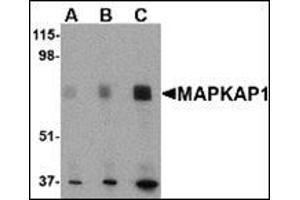 Western blot analysis of MAPKAP1 in human skeletal muscle tissue lysate with this product at (A) 0.
