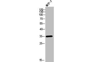 Western Blot analysis of MCF-7 cells using Olfactory receptor 2T11 Polyclonal Antibody