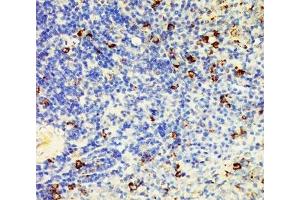 IHC-P: CD95 antibody testing of rat spleen tissue lysate. (FAS anticorps  (N-Term))