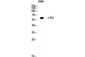 Western Blot (WB) analysis of HeLa using c-Src Polyclonal Antibody.
